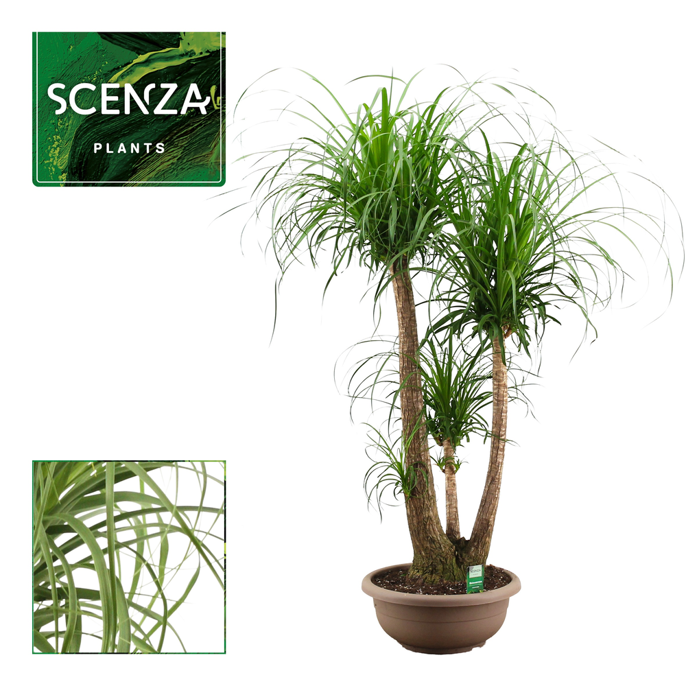 Beaucarnea vertakt 40 cm.