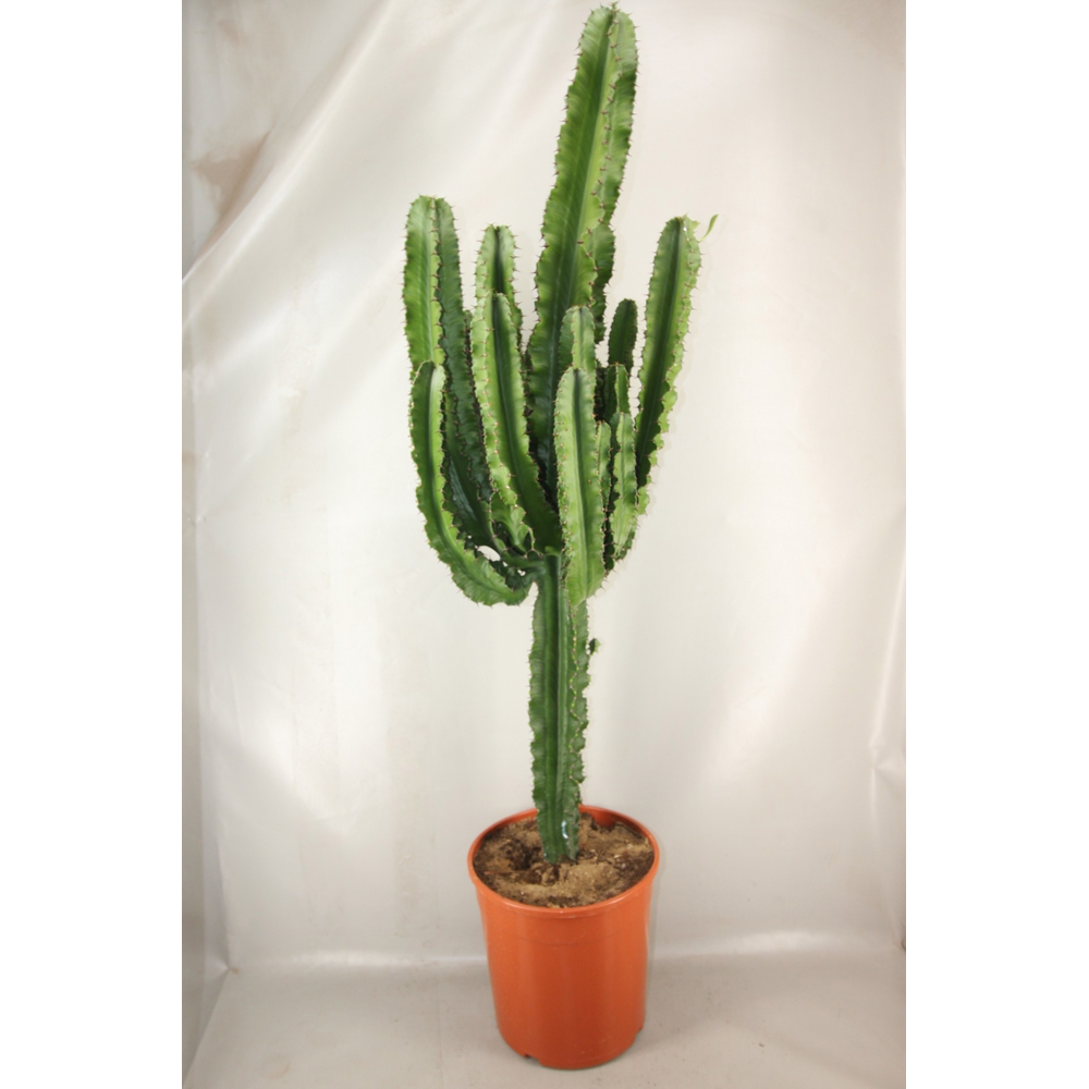 Euphorbia ingens 24 cm.