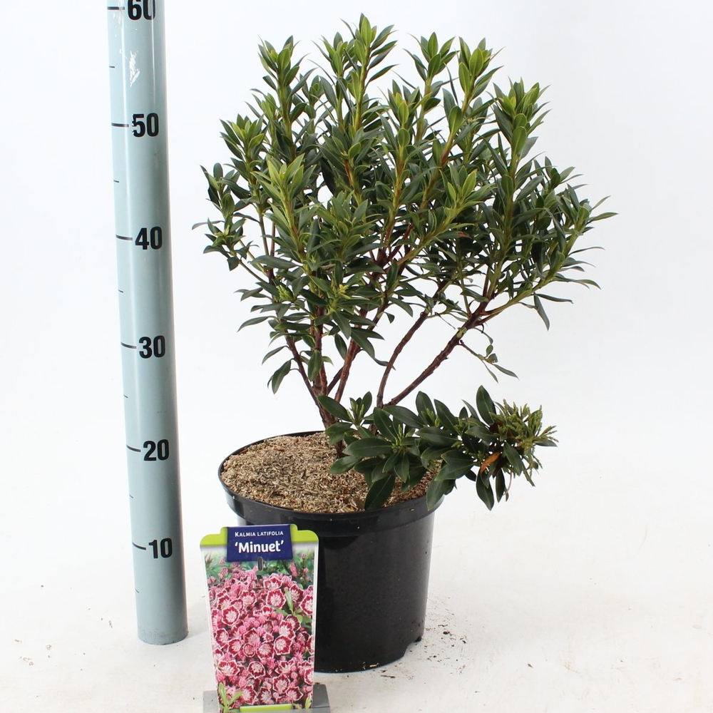 Kalmia lat. 'Minuet' P23.