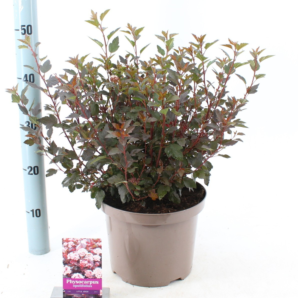 Physocarpus opulifolius Little Joker ('Hoogi021'PB.