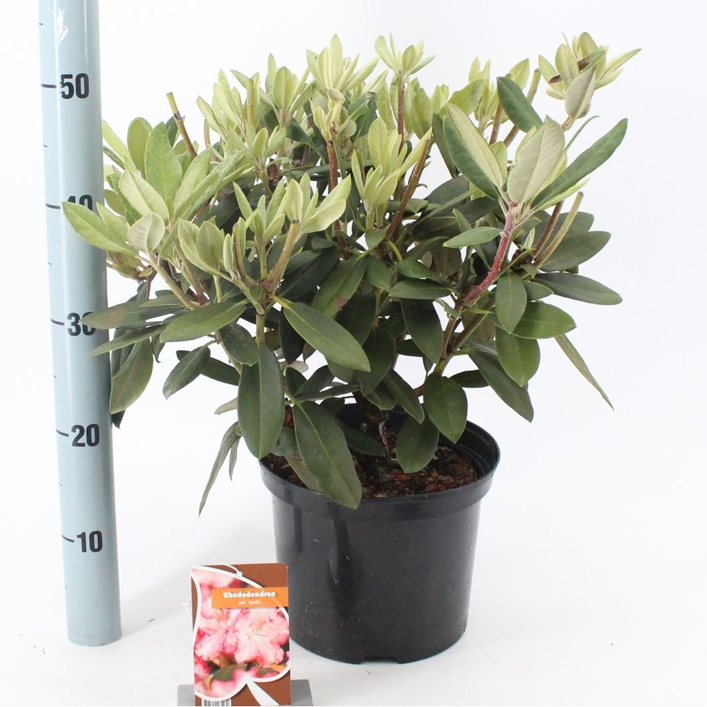 Rhododendron (Y) 'Marlis'.