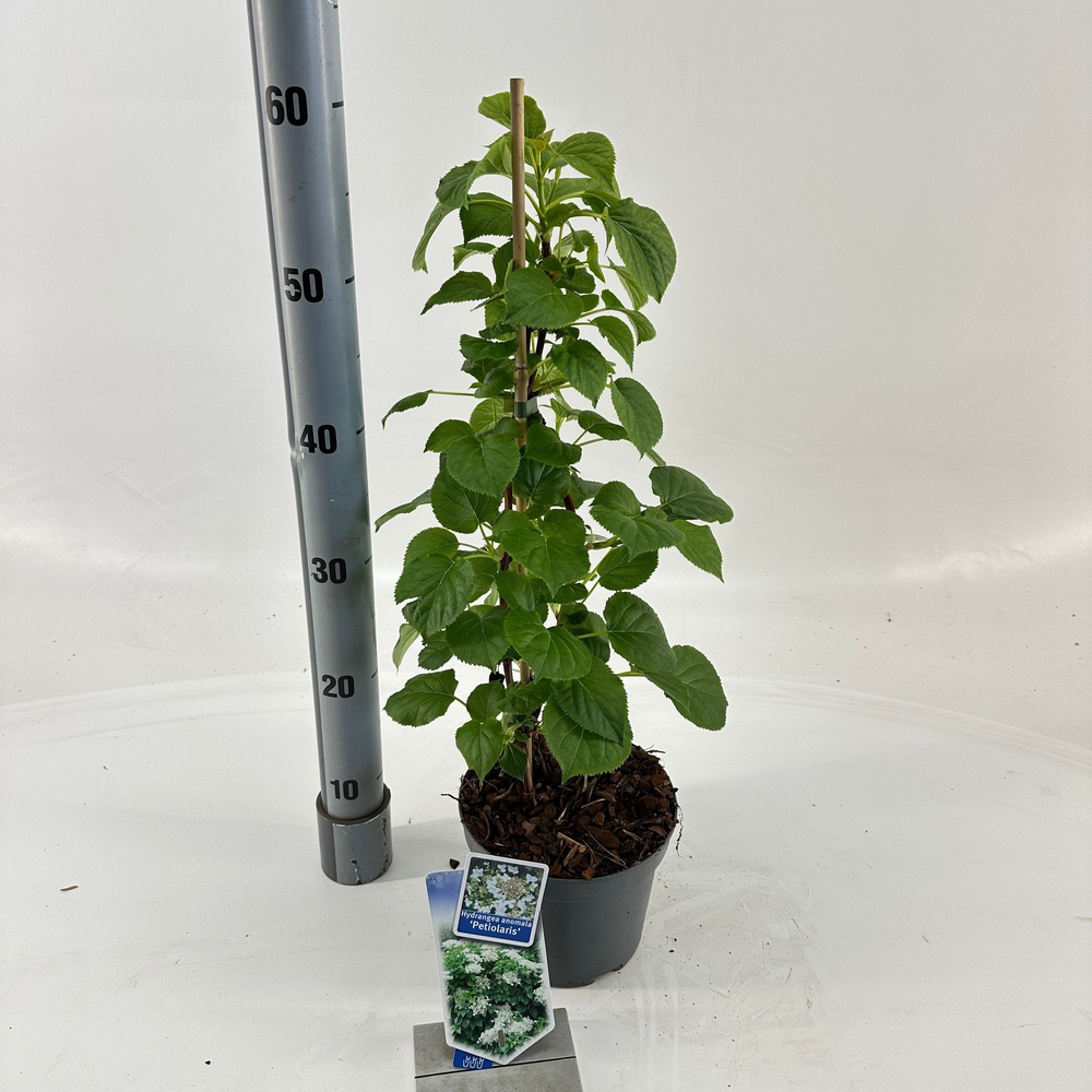 Hydrangea anomala petiolaris --gestokt 40 cm.
