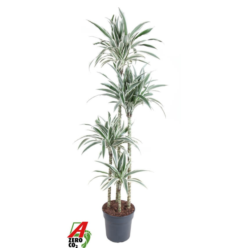 Dracaena White Stripe 120-90-60-30.