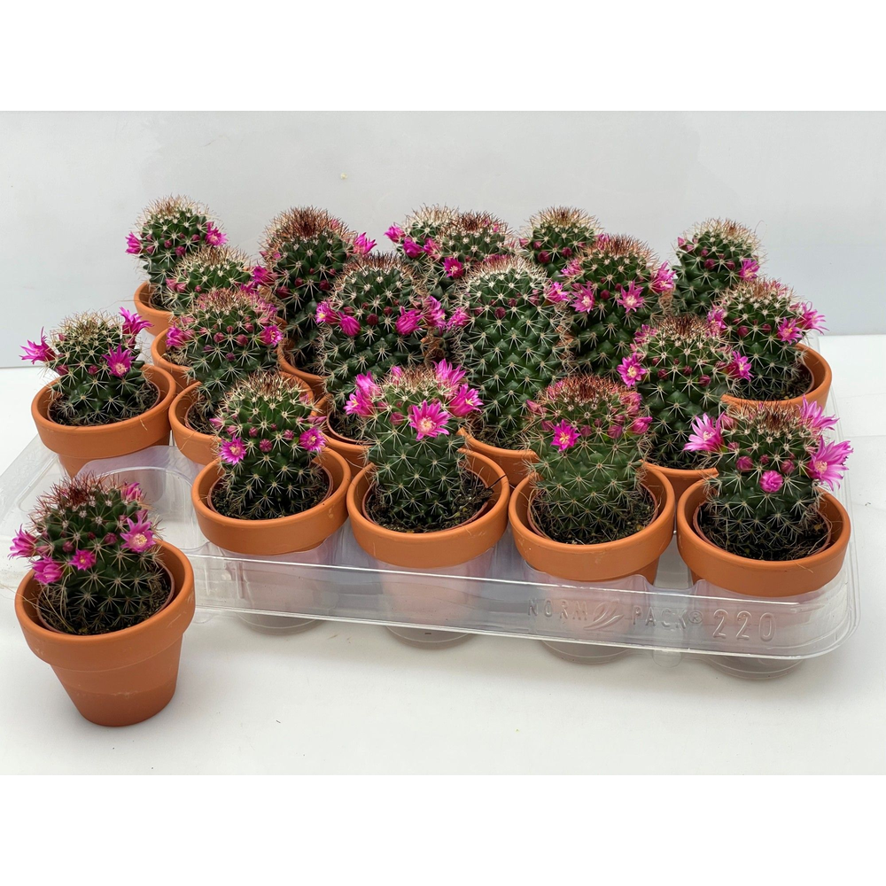 Art.443 Bloeiende cactus+rozenpot 5,5 cm.