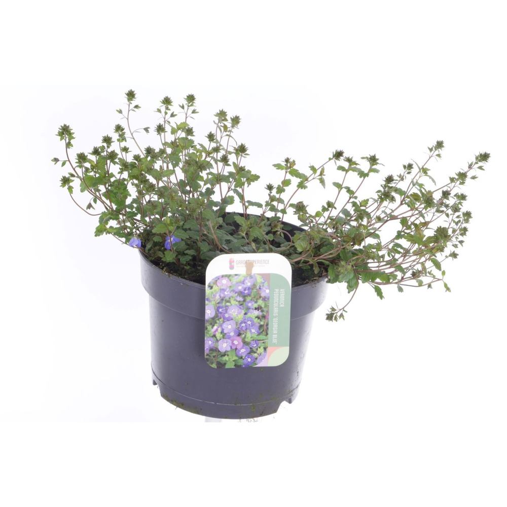 Veronica Peduncularis Georgia Blue.