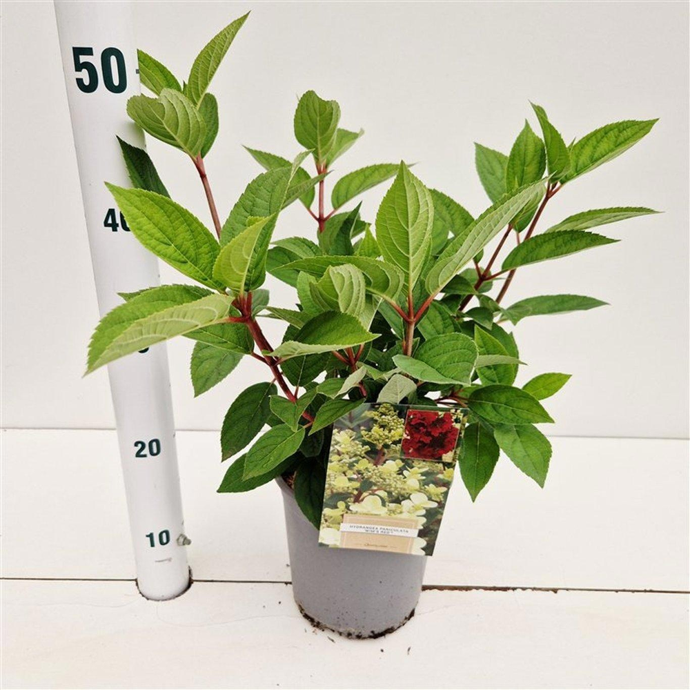 Hydrangea pan. ‘Wim's Red’ PBR.