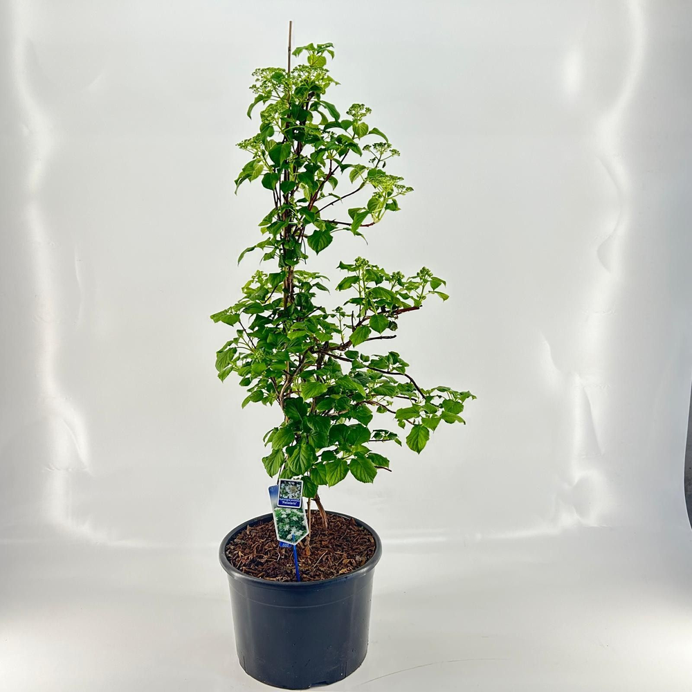 Hydrangea anomala petiolaris --gestokt 130 cm.