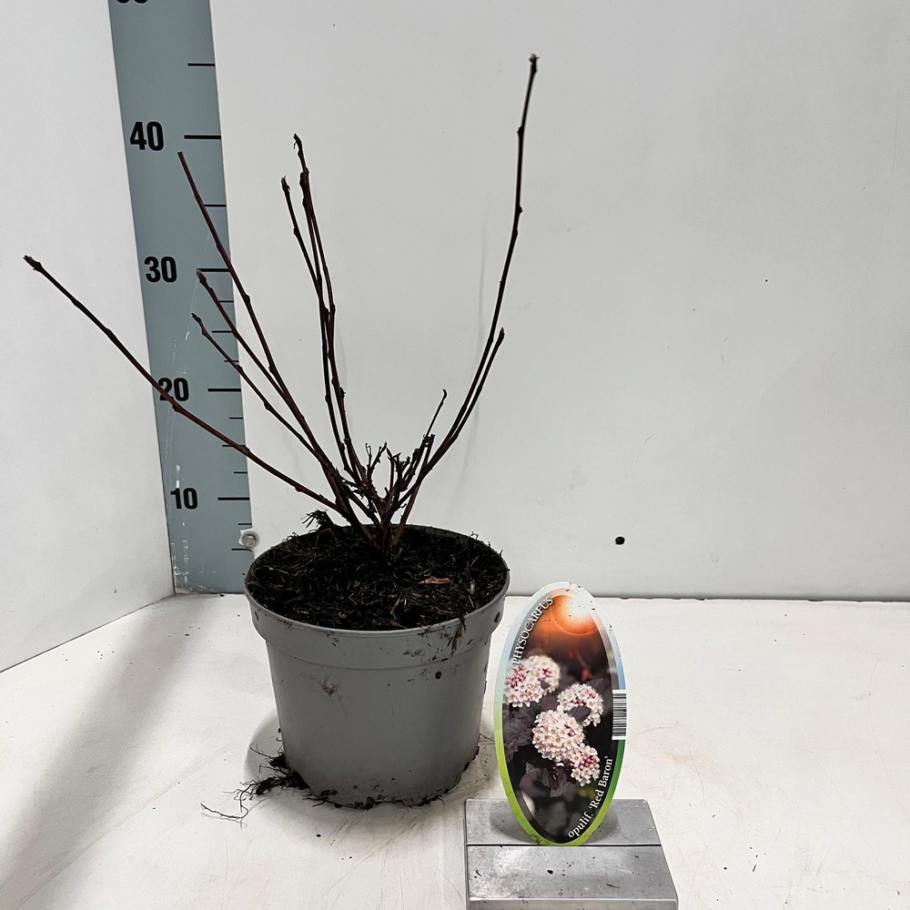 Physocarpus opulifolius 'Red Baron'.