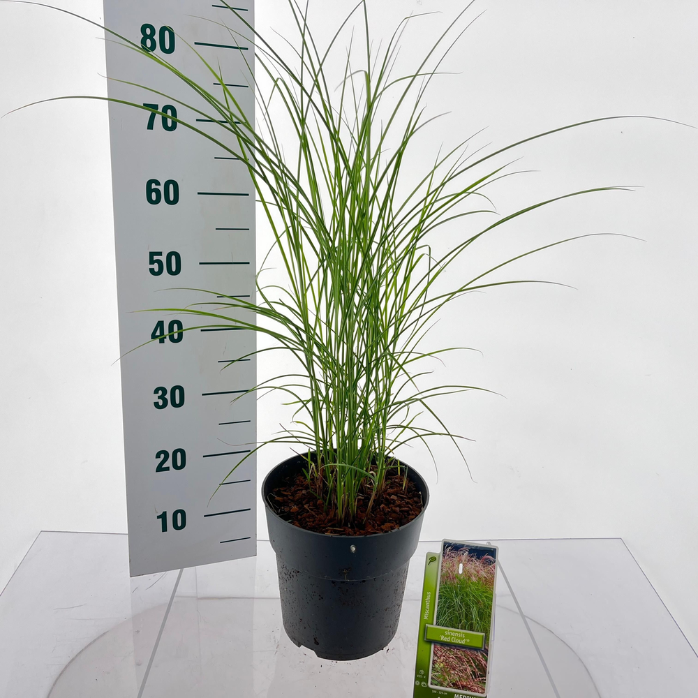 Miscanthus sin. 'Red Cloud'.