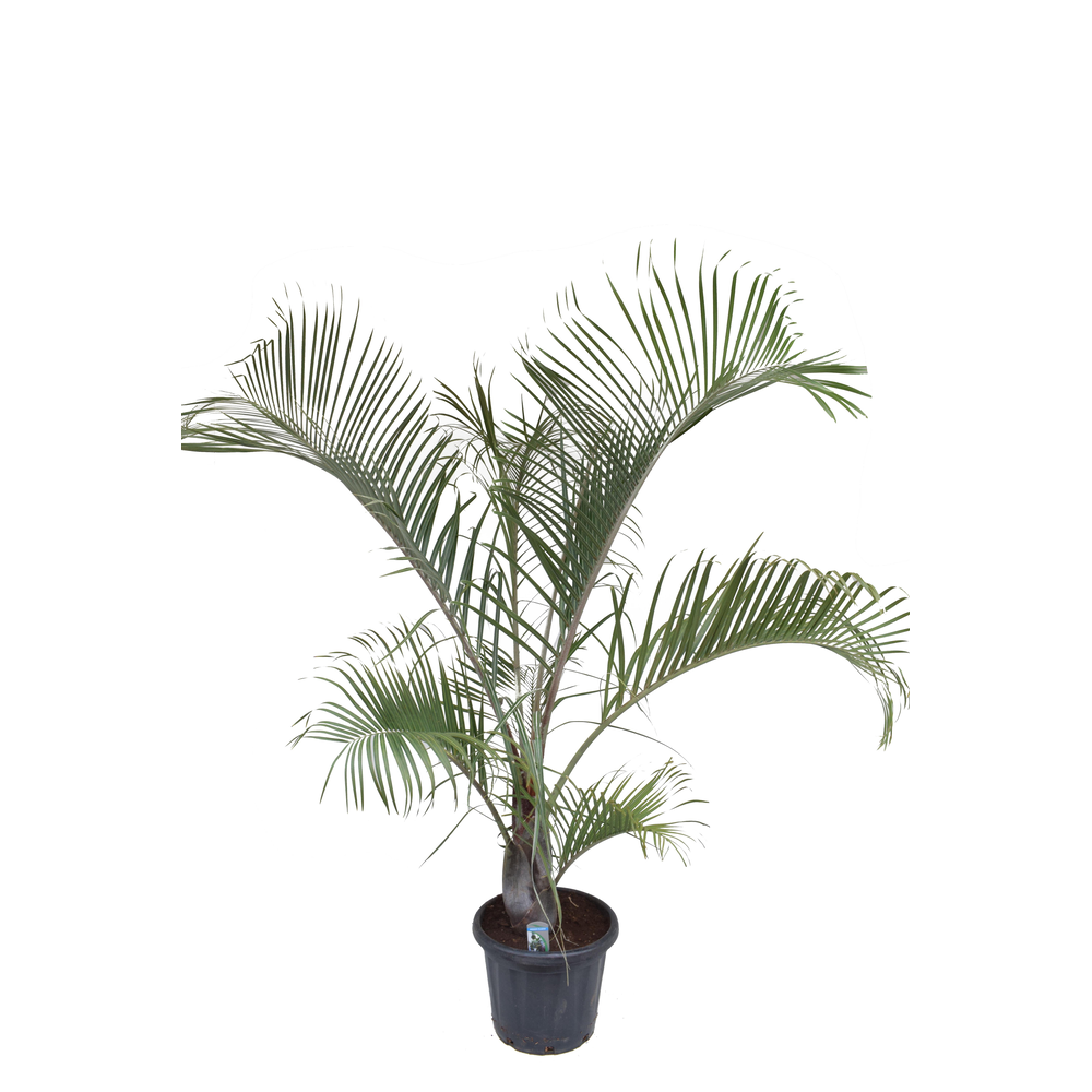Dypsis decaryi P37 H190.