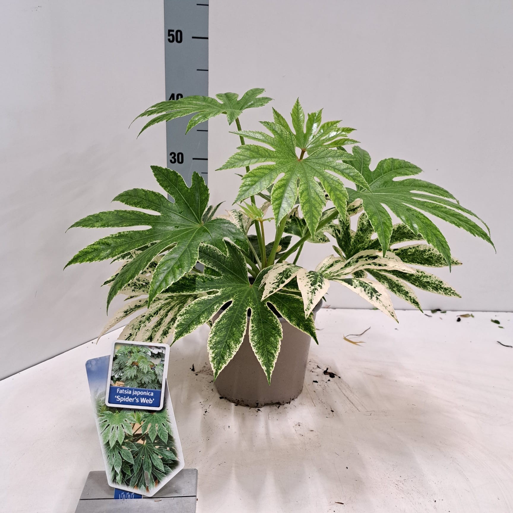 Fatsia japonica 'Spiders Web'.