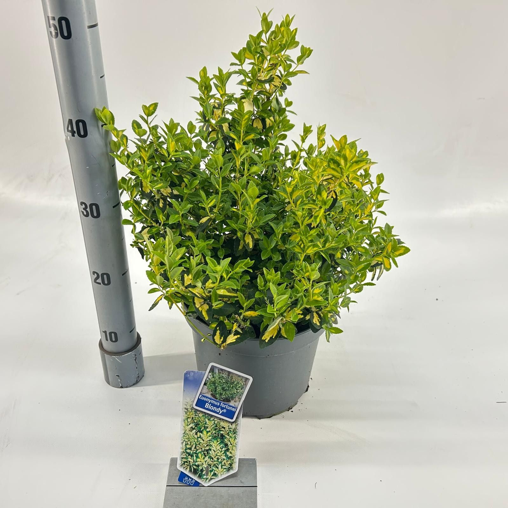 Euonymus fort. 'Blondy'®.