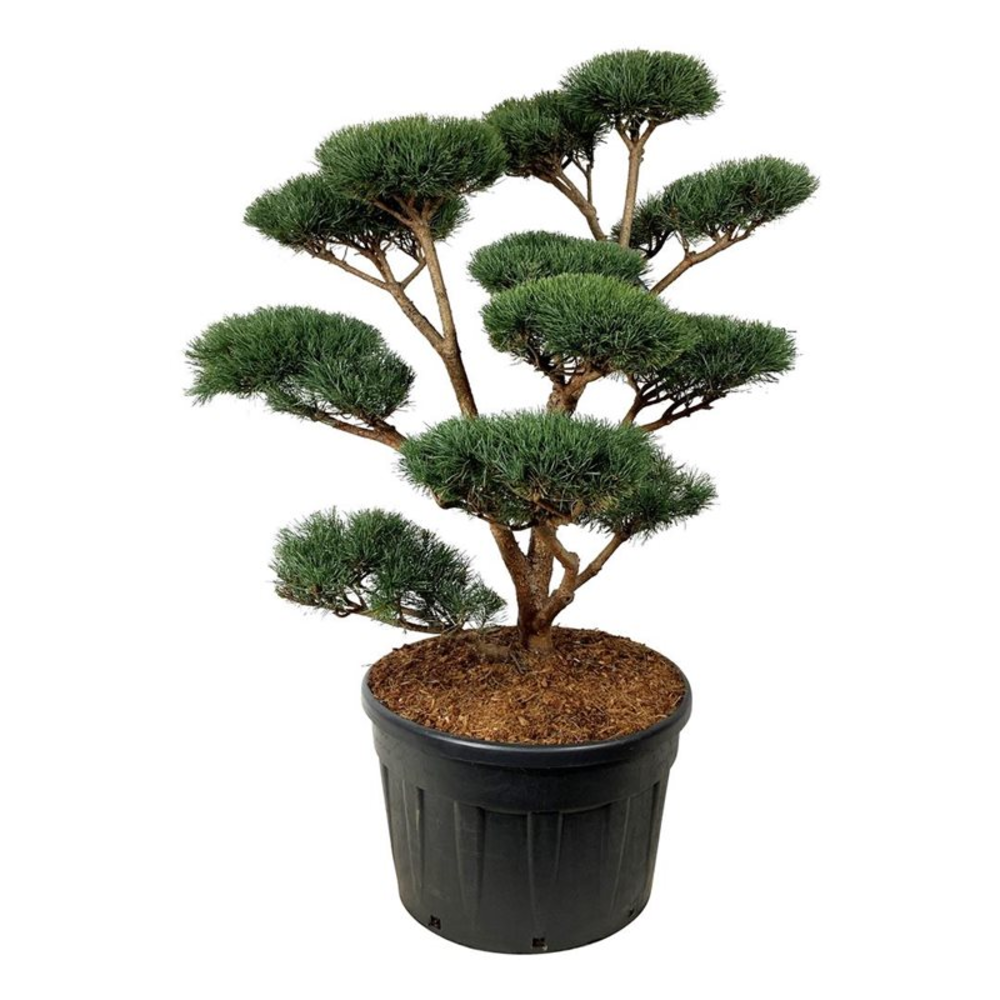 Pinus sylv. 'Watereri'.