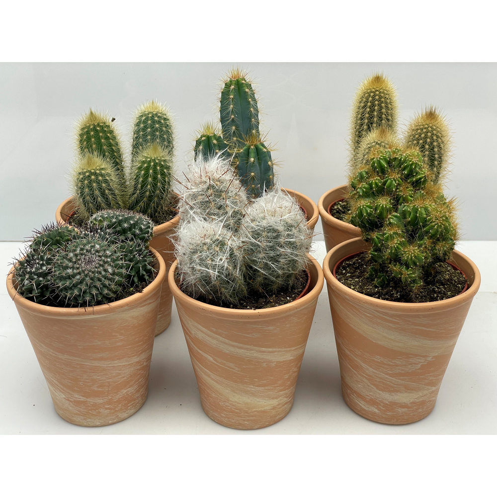 Art.194 Marmerpot cactus 10,5 cm.