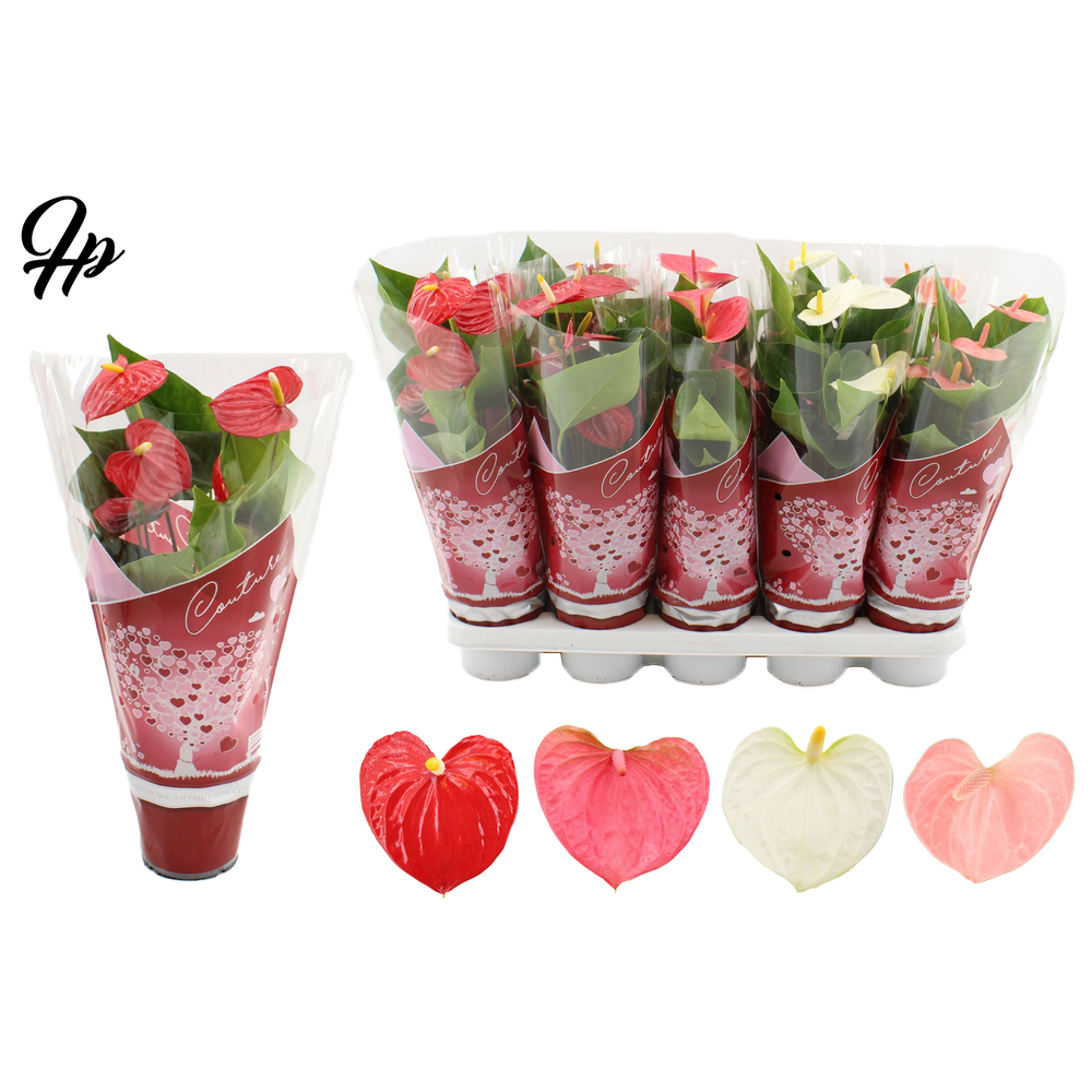 Anthurium 4 color mix in Couture hearts sleeve.
