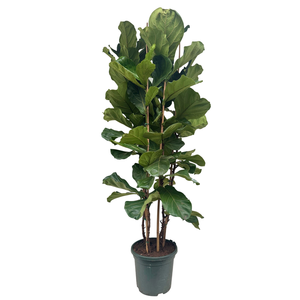 Ficus lyrata P40 toef.