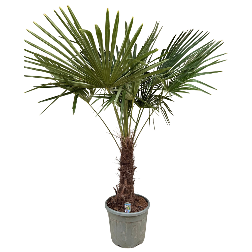 Trachycarpus fortunei P40