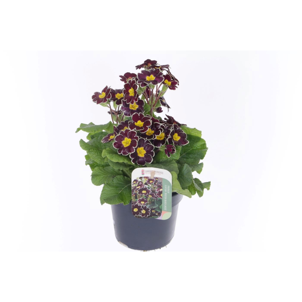 Primula elatior Mister Black Laced.