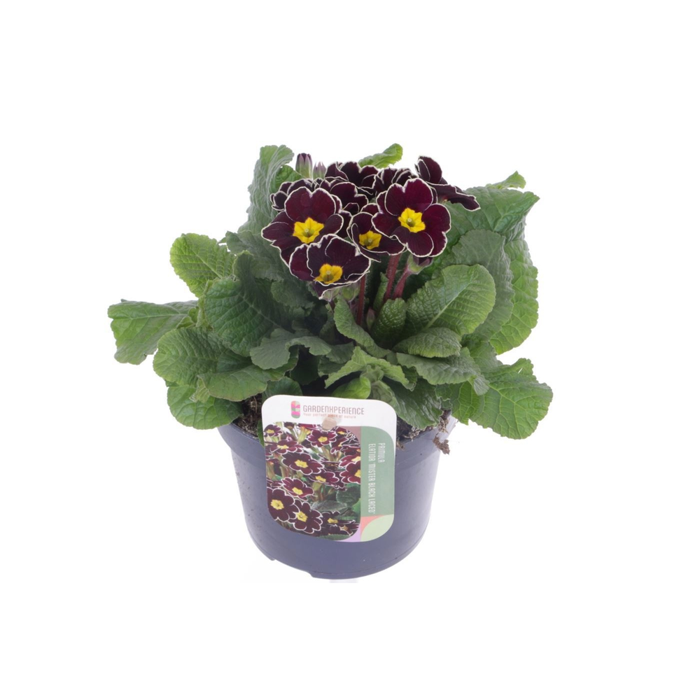 Primula elatior Mister Black Laced.
