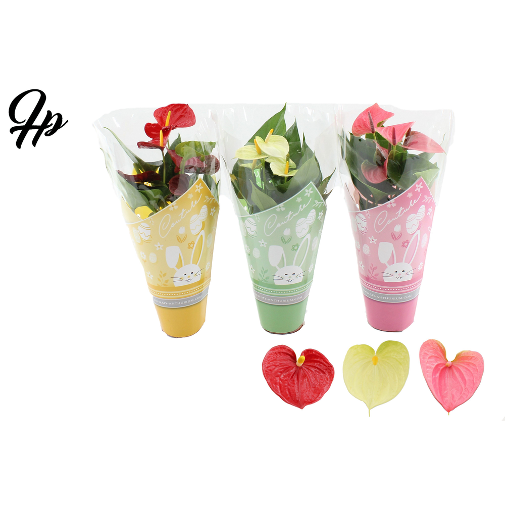 Anthurium 4 color mix in Couture Easter sleeve.
