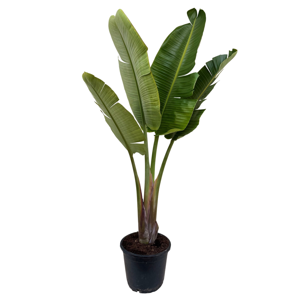 Strelitzia nicolai P35 1PP.