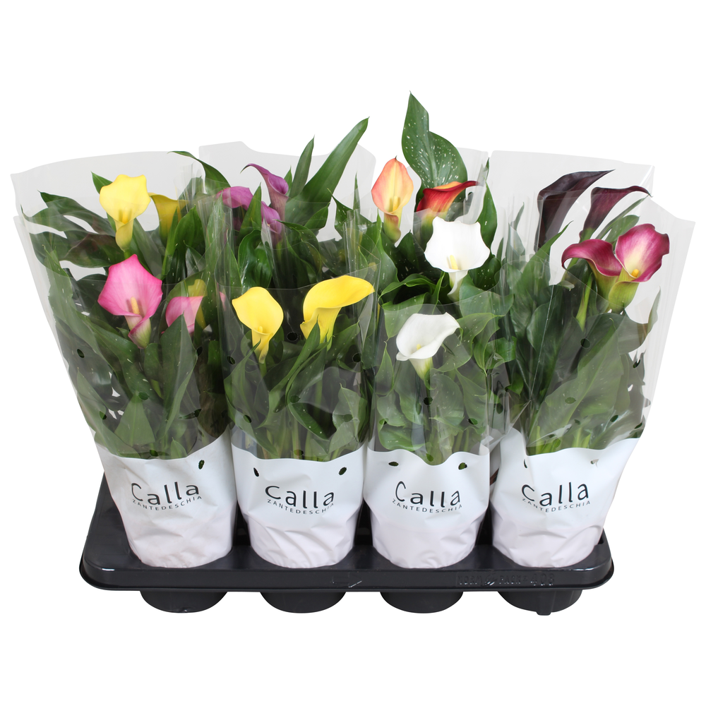 Zantedeschia gemengd Castlemix.