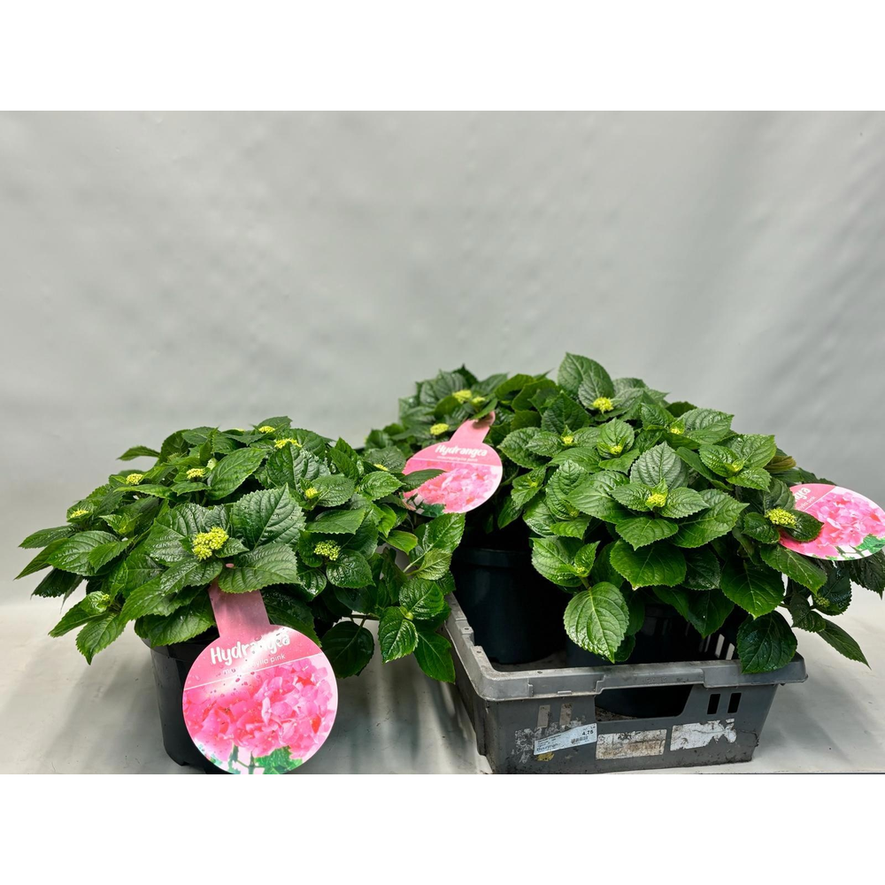 Hydrangea Early Rosa.