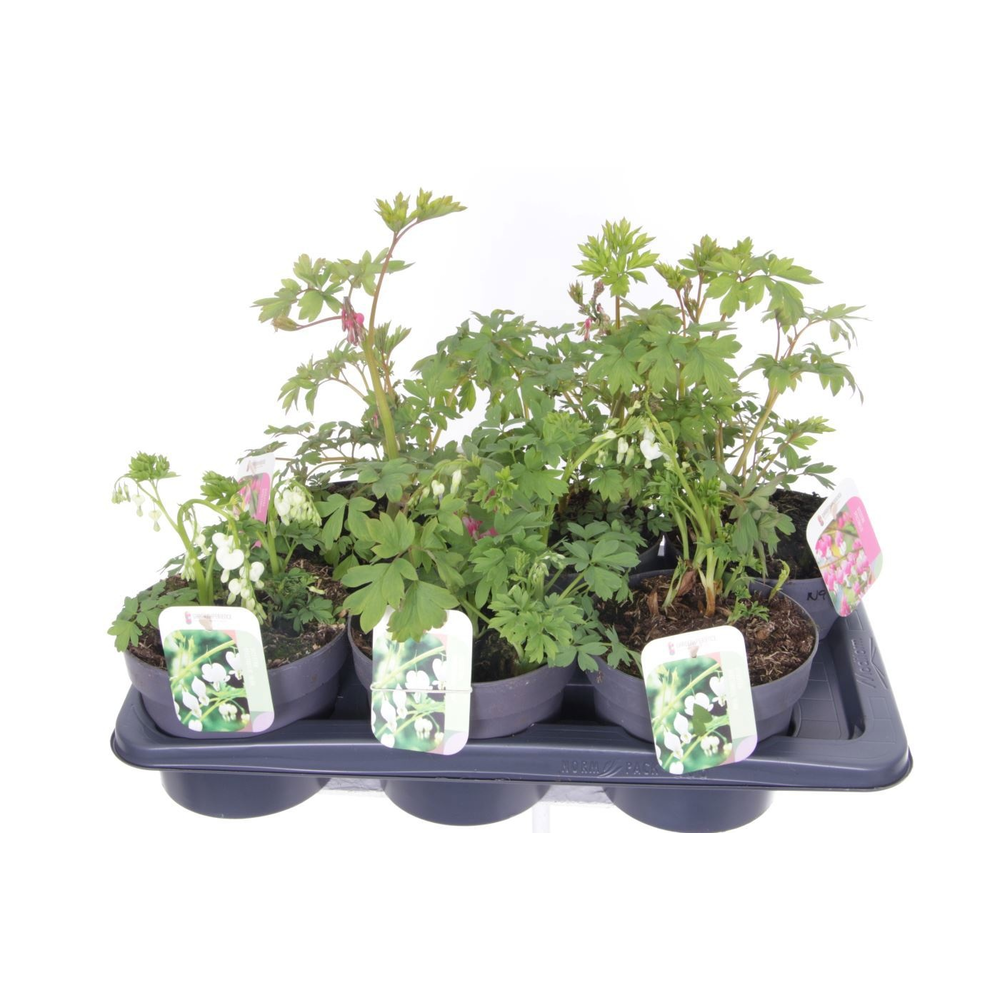 Dicentra spectabilis mix.