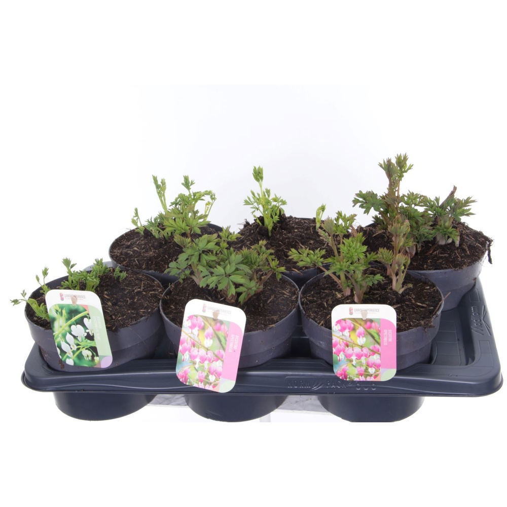 Dicentra spectabilis mix.