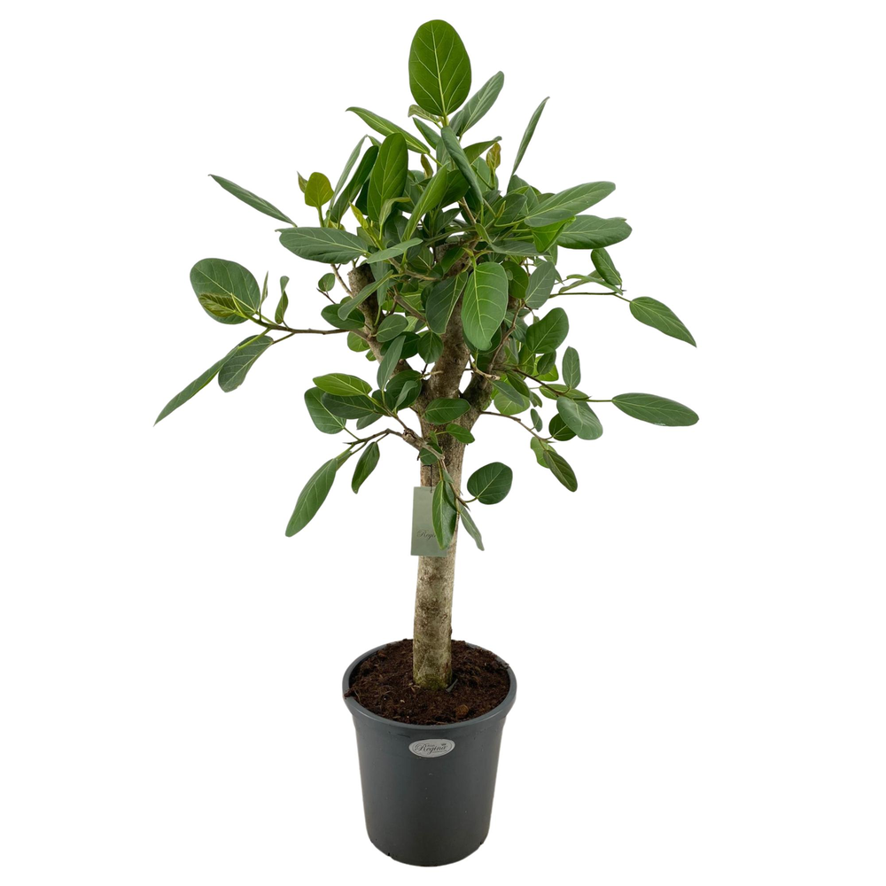Ficus Benghalensis Audrey Rechte stam p31.