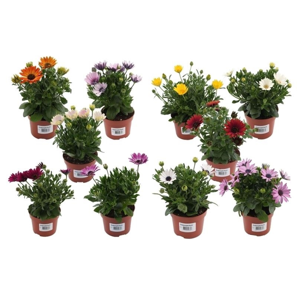Osteospermum Mix Layer.