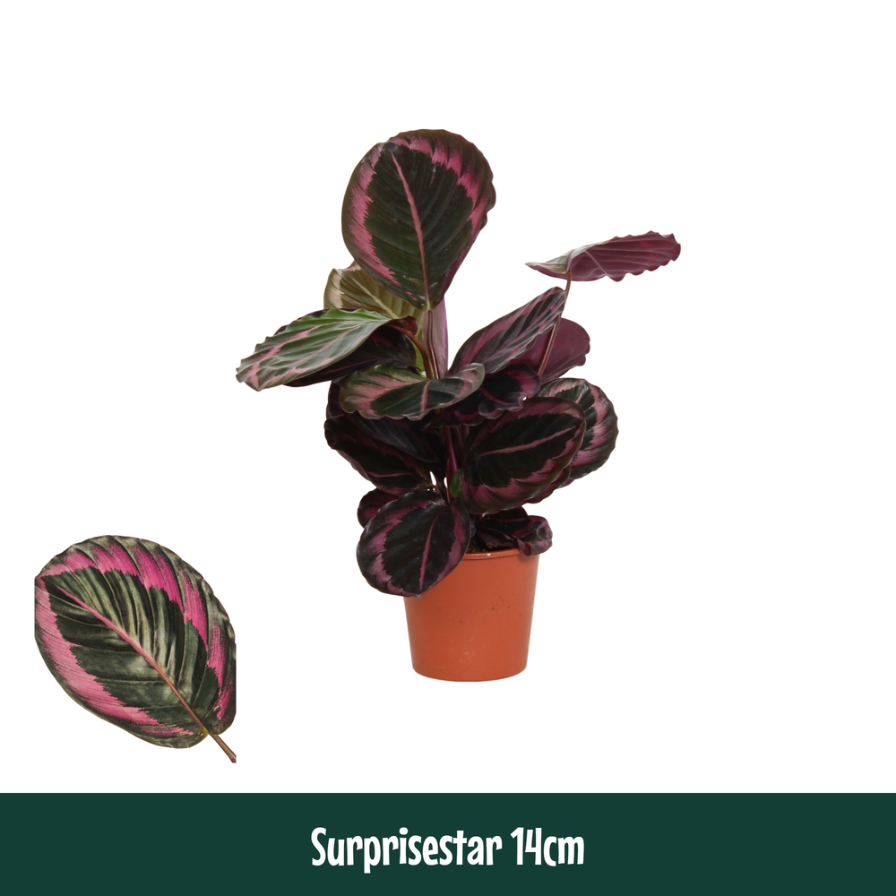 Calathea 14cm Surprisestar.