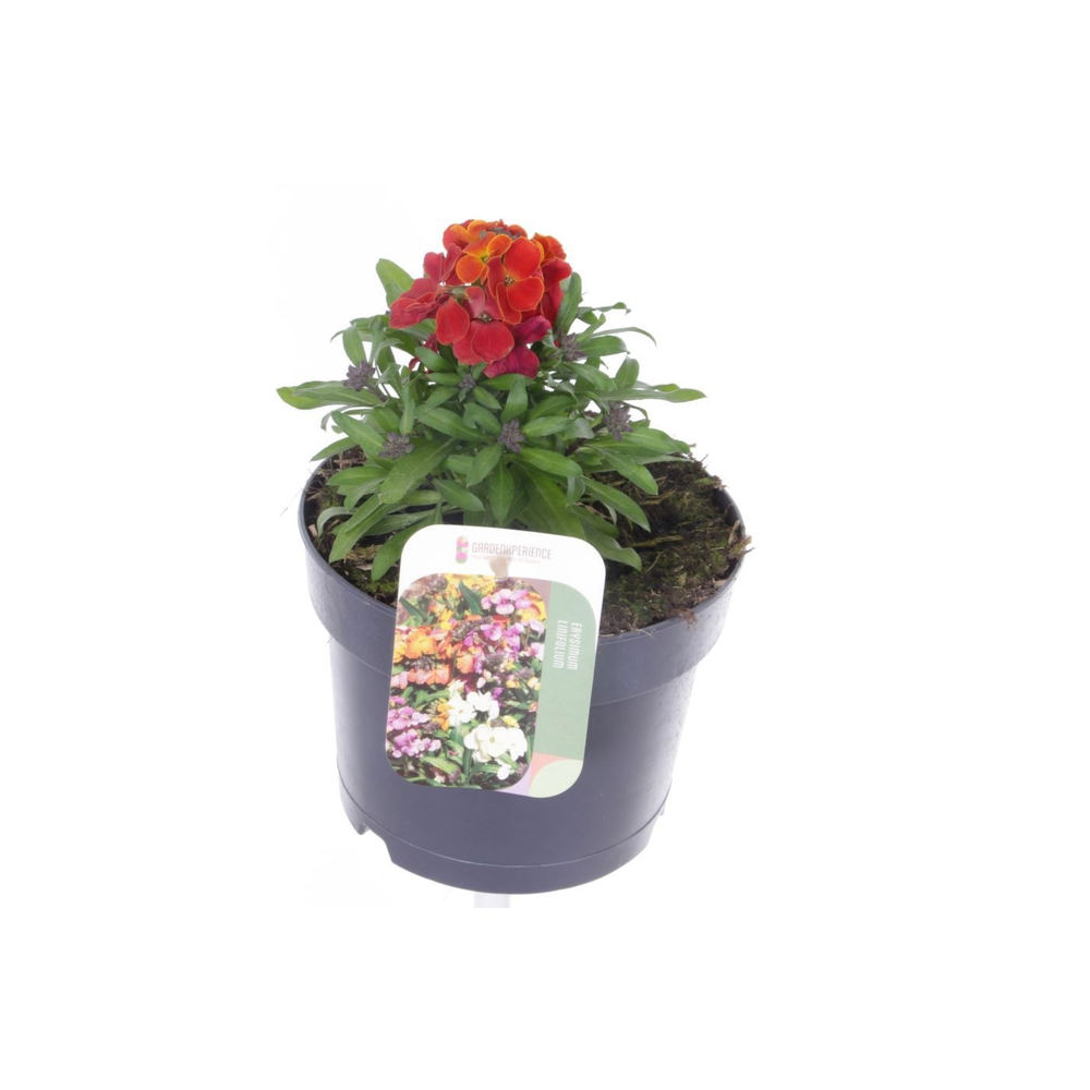 Erysimum lin. Red Jep.