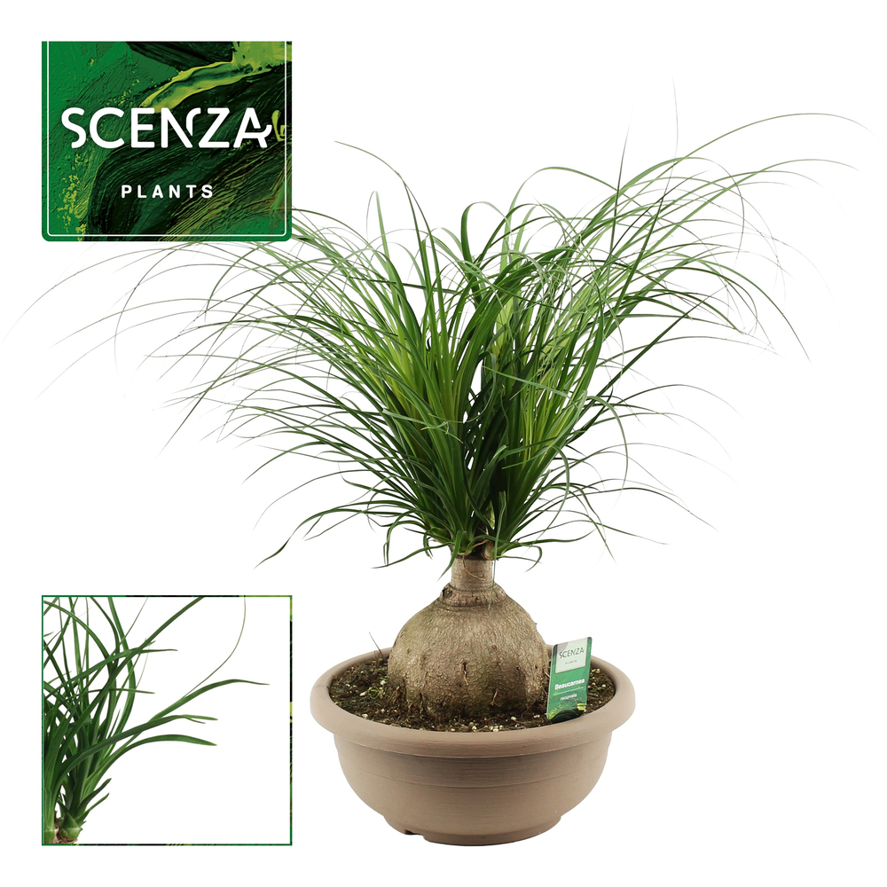 Beaucarnea bol 30 cm.
