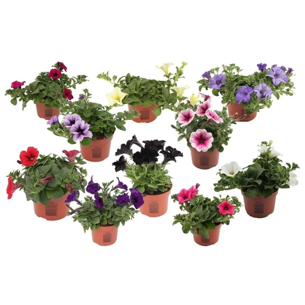 Petunia Mix Trolley.