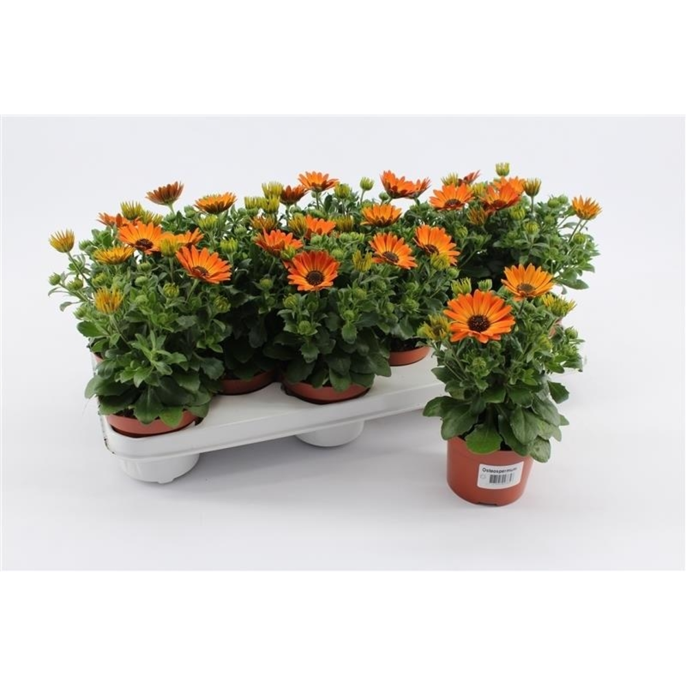 Osteospermum Magic Orange.