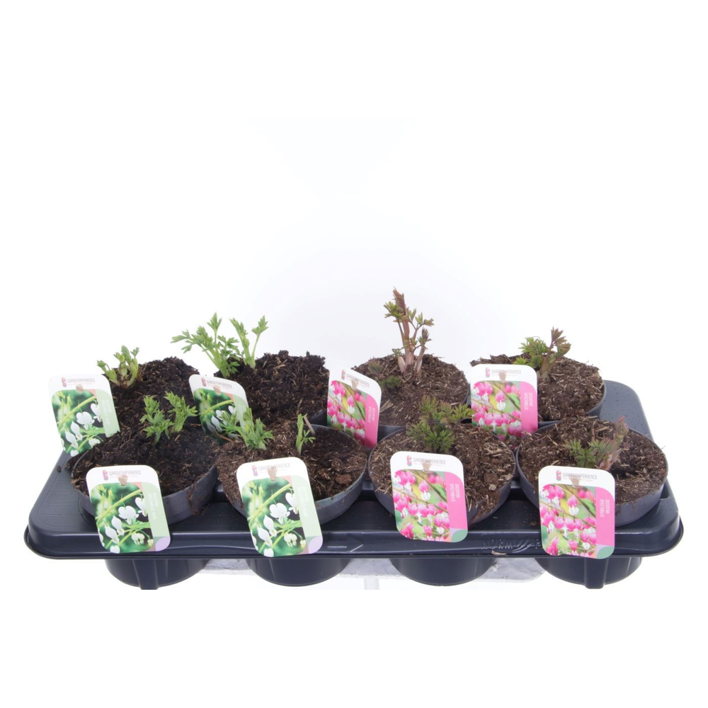 Dicentra spectabilis mix.