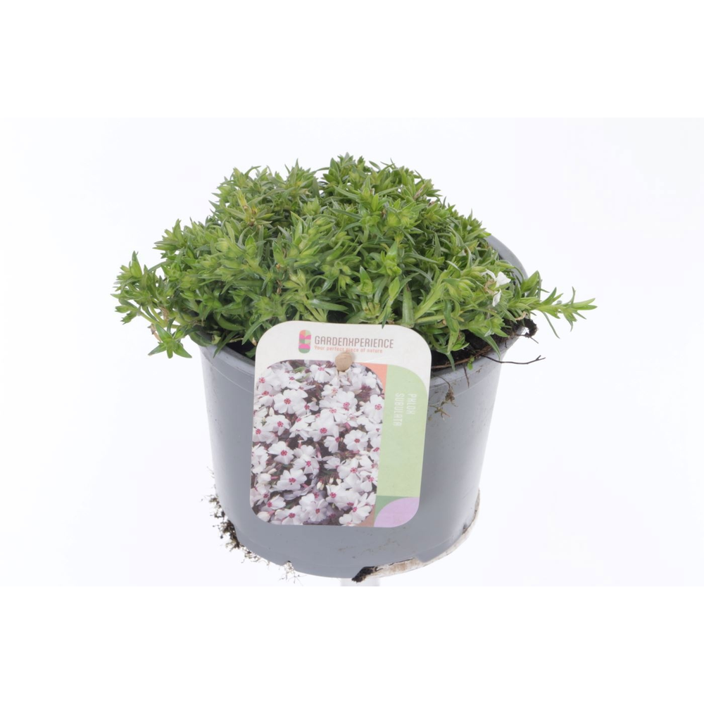 Phlox subulata Fabulous White.