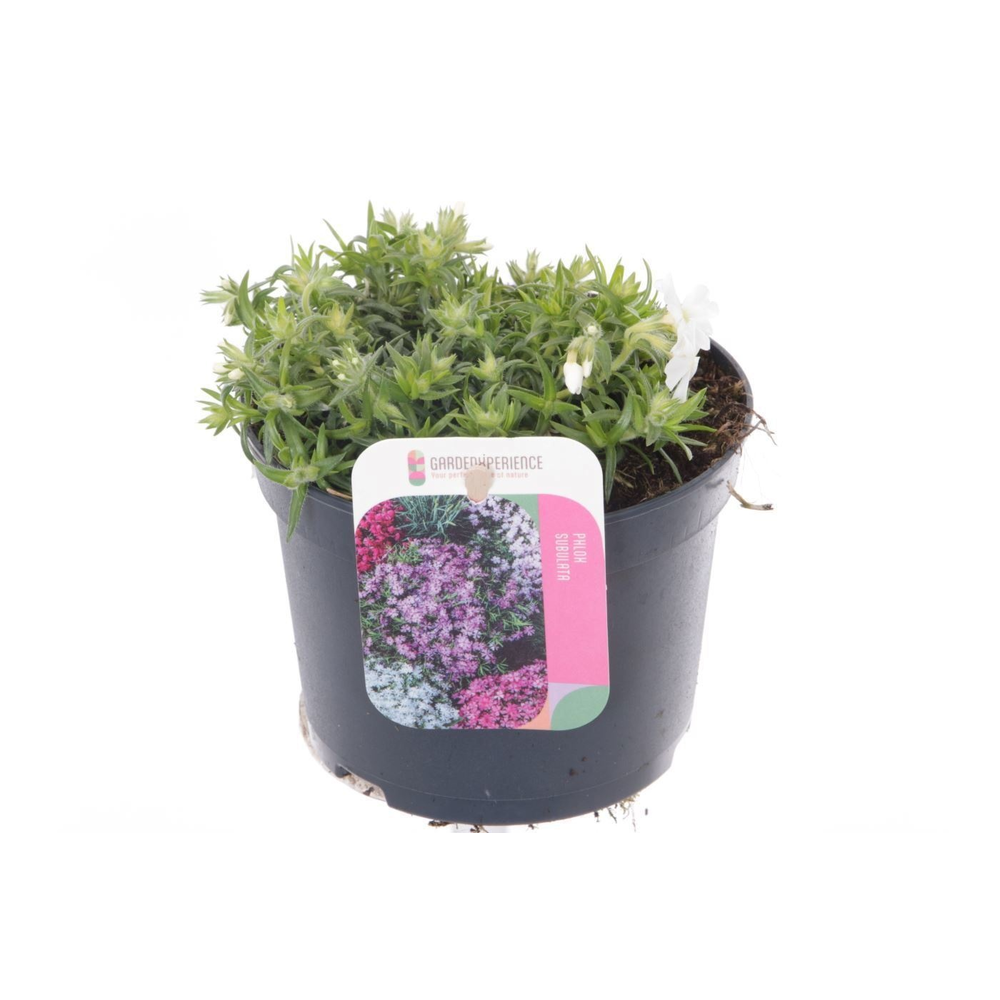 Phlox subulata Fabulous White.