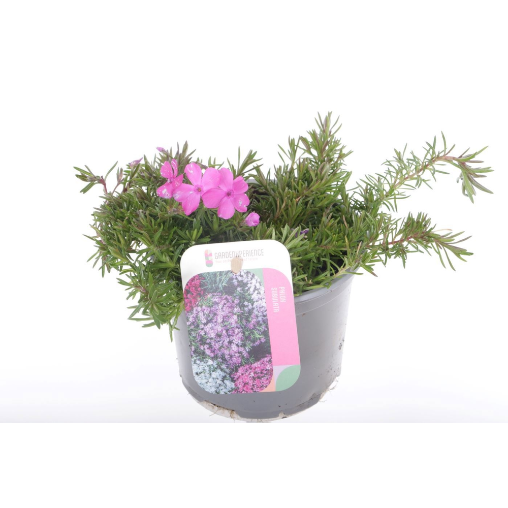 Phlox subulata McDaniels Cushion.