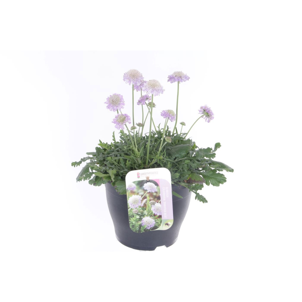 Scabiosa columbaria Butterfly Blue.