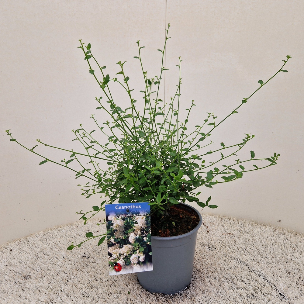 Ceanothus thyr. 'Millerton Point'.