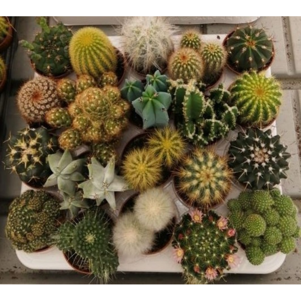 Cactus mix 5,5 cm.