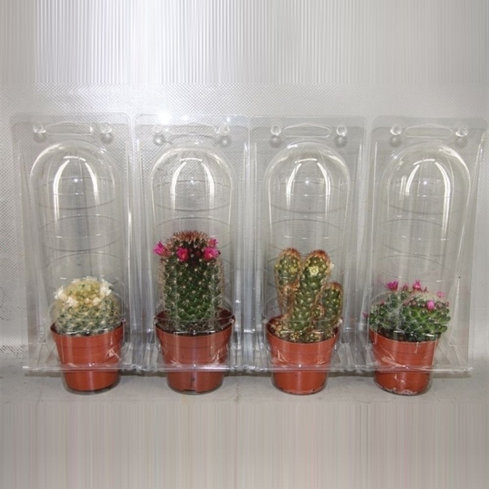 Solo Blister Bloeiende 8,5 cm.