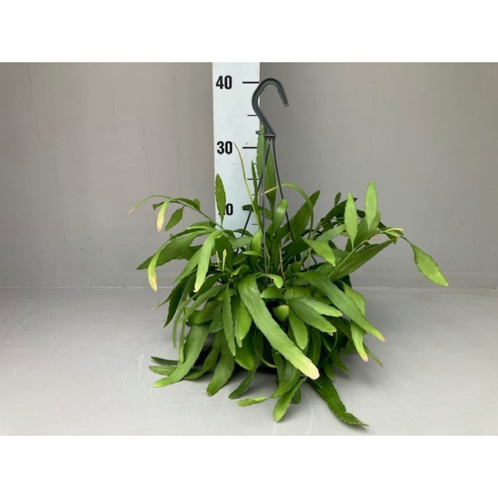 Rhipsalis red coral.