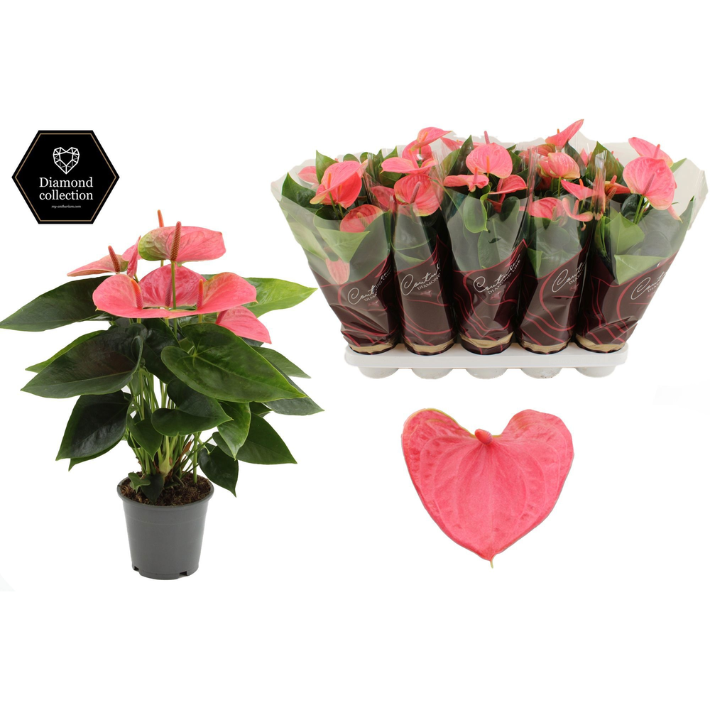 Anthurium Sweet Dream in Couture Diamond Line Purp.