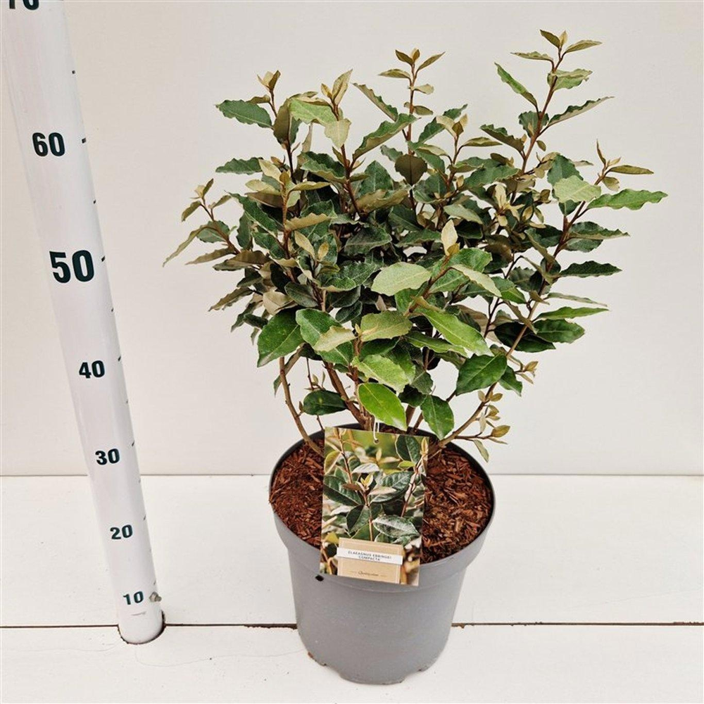 Elaeagnus ebbingei 'Compacta'.