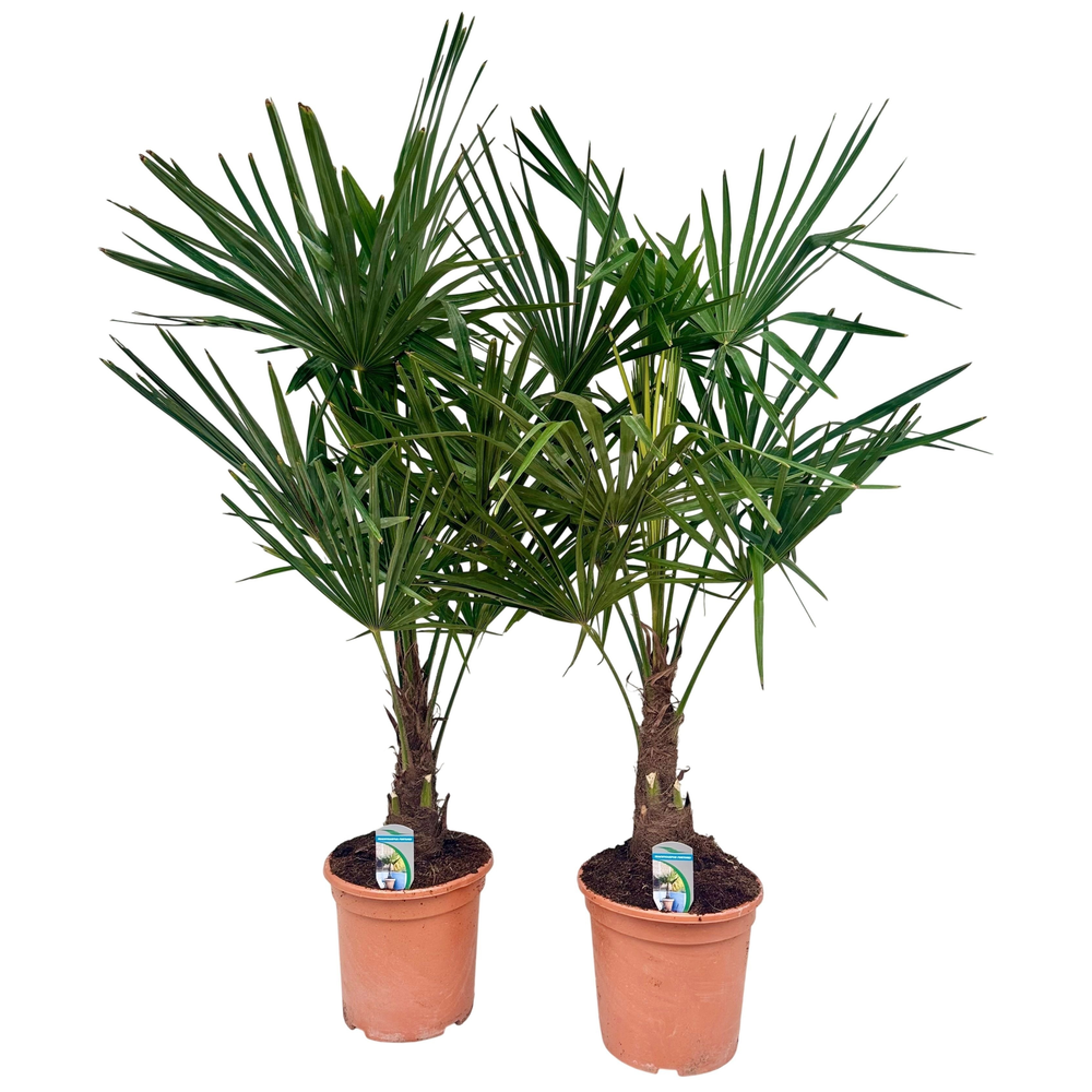 Trachycarpus fortunei P26