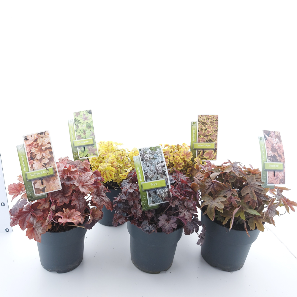 Heucheralla mix (minimum order one layer).