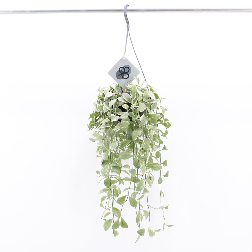 Dischidia Oiantha Variegata.